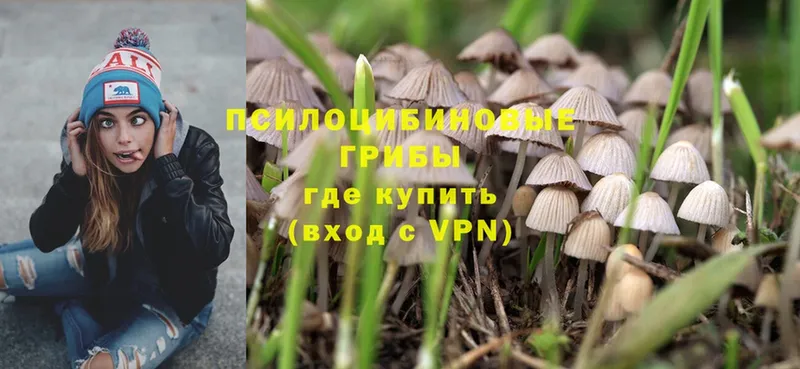 купить наркоту  Волгореченск  Псилоцибиновые грибы Magic Shrooms 